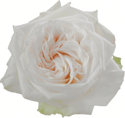 Rose Garden White Ohara holex
