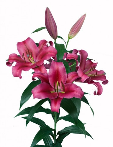 Lily Palazzo holl