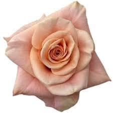 Rose Desert 60cm naranjo