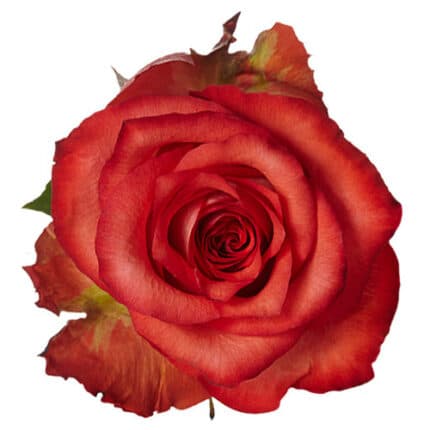 Rose Iguara 50cm Much