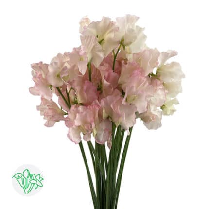 Sweet Pea Miki holex