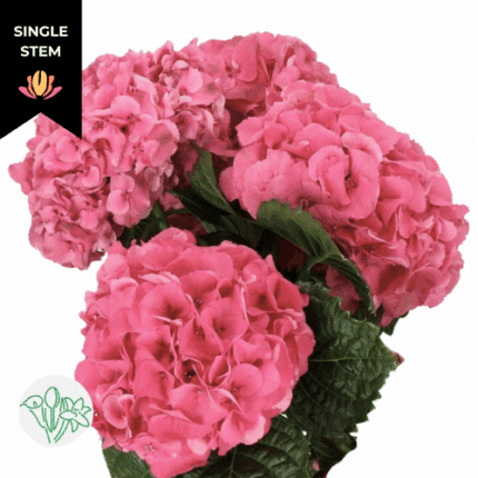 Hydrangea Sibilla Red holl(st)