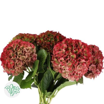 Hydrangea Vuurbaak holl(st)