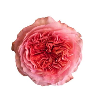 Rose Candy Expression 60cm rpr