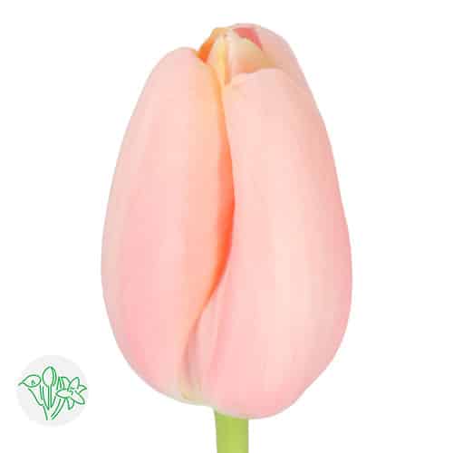 f625873d-b314-4104-a8d3-ef3f1ed1a658.jpg Tulip Salmon holl #1 - Image 1