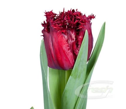 Tulip Frill Versaci holl