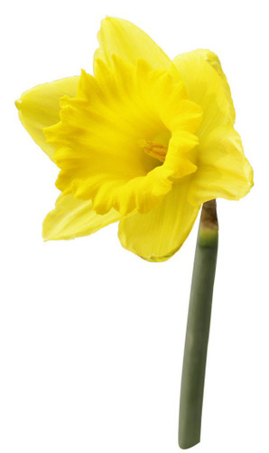 Daffodil yellow holl