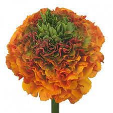 Ranunculus Pon Org chile