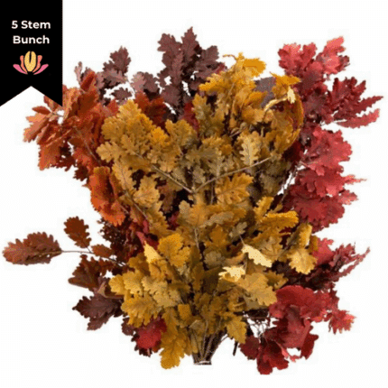 Dried Oak Leaves Rainbow holex