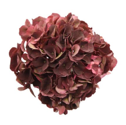 Hydrangea Magical Chocolate ho
