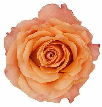 Rose Carpediem 40cm holex