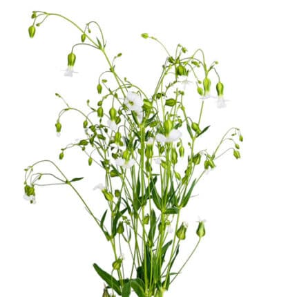 Saponaria White bella