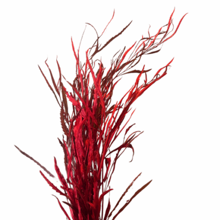 Grevellia Red arlotti