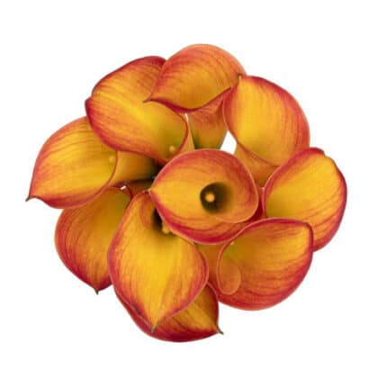Calla Hawaiian Papaya sande