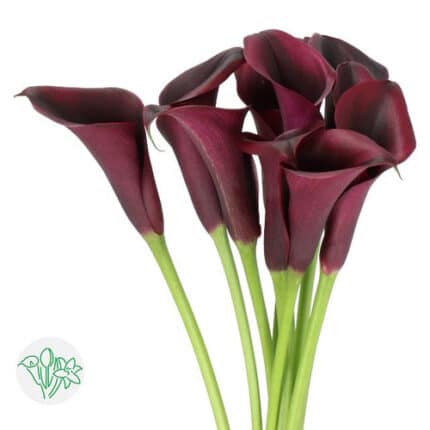 Calla Odessa holl black