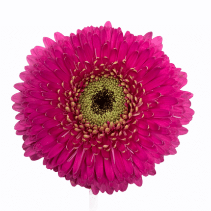 GerberPom Mila can.