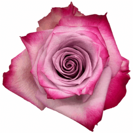 Rose Deep Purple 60cm sunrite