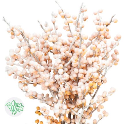 Dried Ilex Frost  Wax holl(10s
