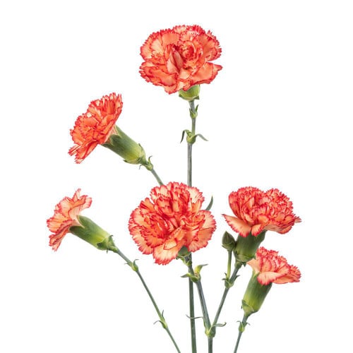 f6689781-c220-4667-93e4-3f9640e818e9.jpg CarnMini Zenith sole - MC ZEN SOLE - Image 1