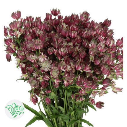 Astrantia Star Of Fire holl