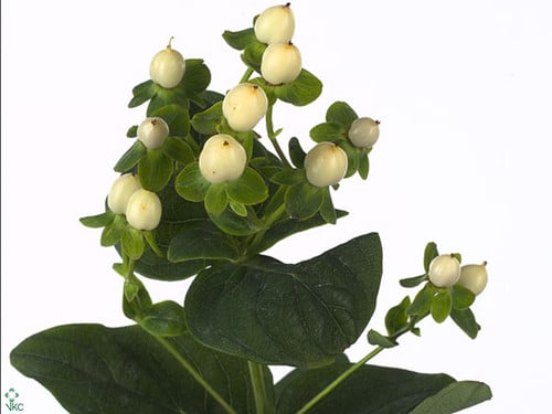 f671603c-0f27-4d08-a645-77bee28f7644.jpg Hypericum White spray sole - Image 1