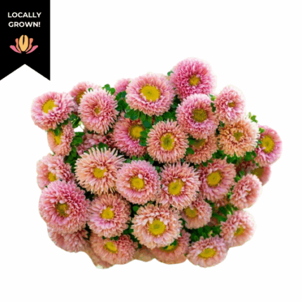 Aster Matsu Apricot local