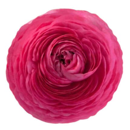 Ranunculus Hot Pink fresca