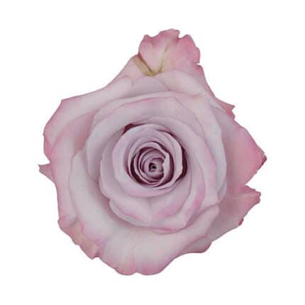 Rose Purple Haze 60cm rprima