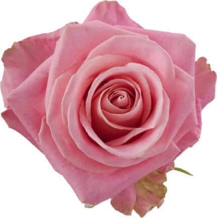 Rose Hermosa 60cm sunrite