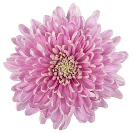 Mum Cremon Rossano Lavender so