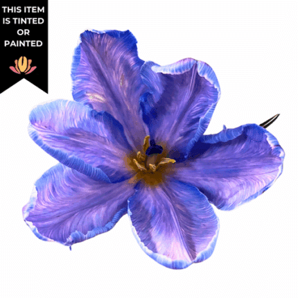 Tulip Cabana Lav Blue parrot c