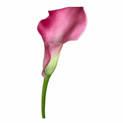 Calla Denver sande