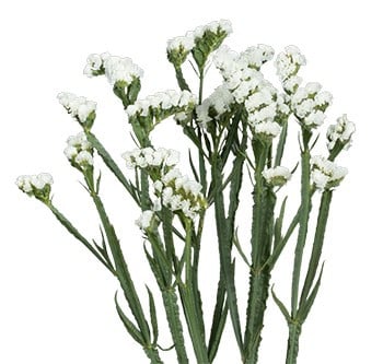 Statice Tissue White holex