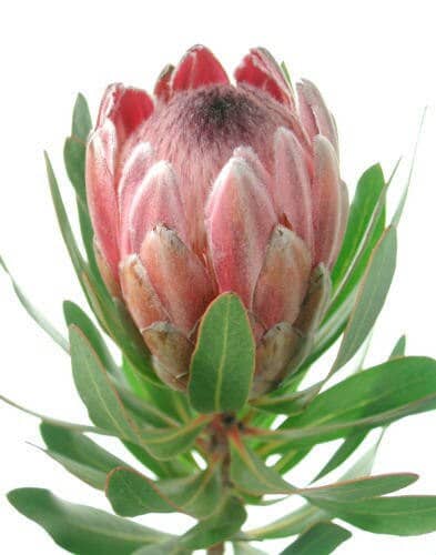 Protea Pink tutuli(STEM)