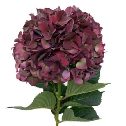 Hydrangea Ruby Burg Classic(ST