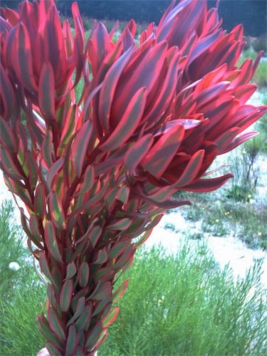 Leuco. Katie's Blush chile(10s