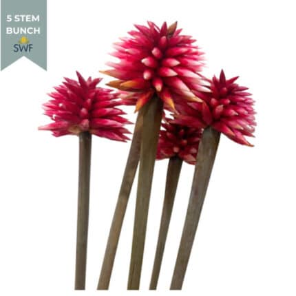 Stella Summer gdns(5st)