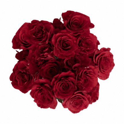 RoseSpray Shooting Star tessa