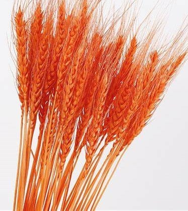 Wheat Orange