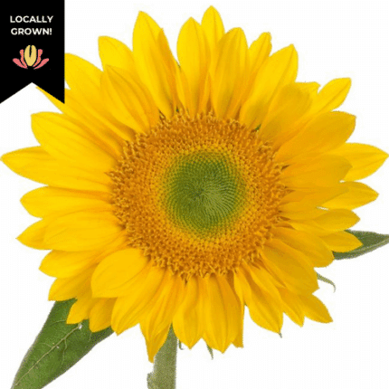 Sunflower Mini Green cramer
