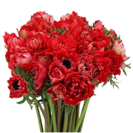 Anemone Fullstar Red rprima