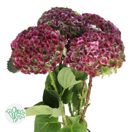 Hydrangea Mag Revolu Classic h