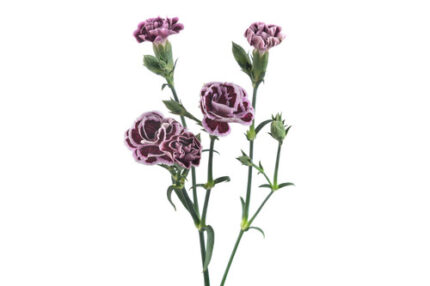 Dianthus Milou gardens