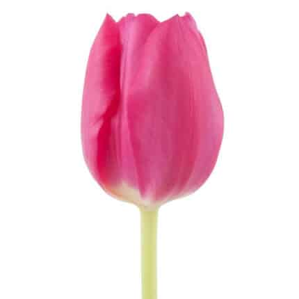 Tulip HotPink holl