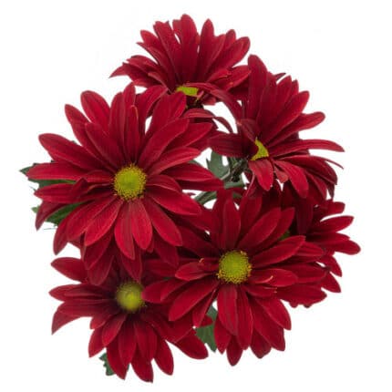 Pom Daisy Brahma(Red) SOLE