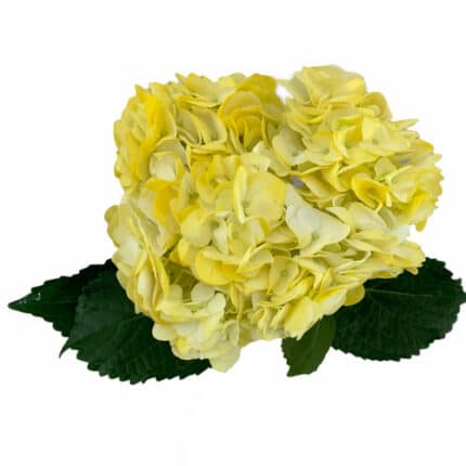 Hydrangea Painted Yellow hydra