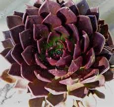 Succelent BlackPrince holl(STE