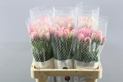 Tulip French Drumline holl -