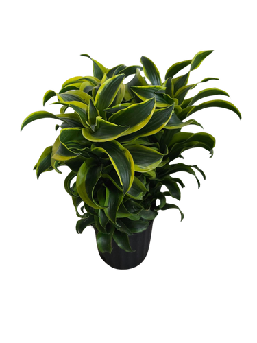 8"  Tornado Dracaena