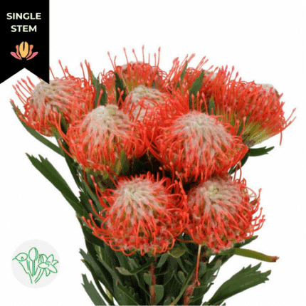 Pins Tango holex(STEM)